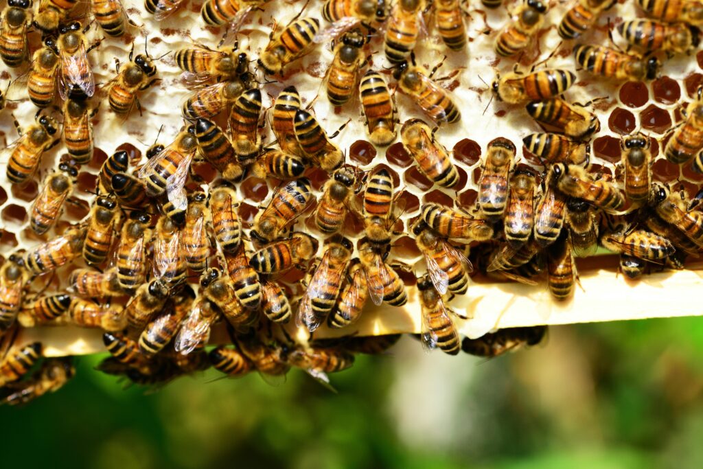 Manuka vs jarrah honey